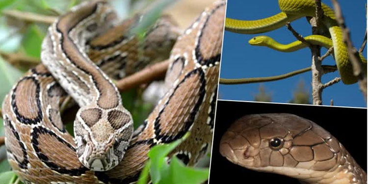 മഴക്കാലം: വിഷപ്പാമ്പുകളെ സൂക്ഷിക്കണമെന്ന് നിർദേശം