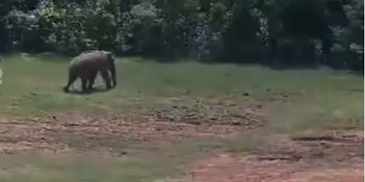 അരിക്കൊമ്പന്റെ പുതിയ ദൃശ്യങ്ങള്‍ പുറത്തുവിട്ട് തമിഴ്‌നാട് വനം വകുപ്പ്