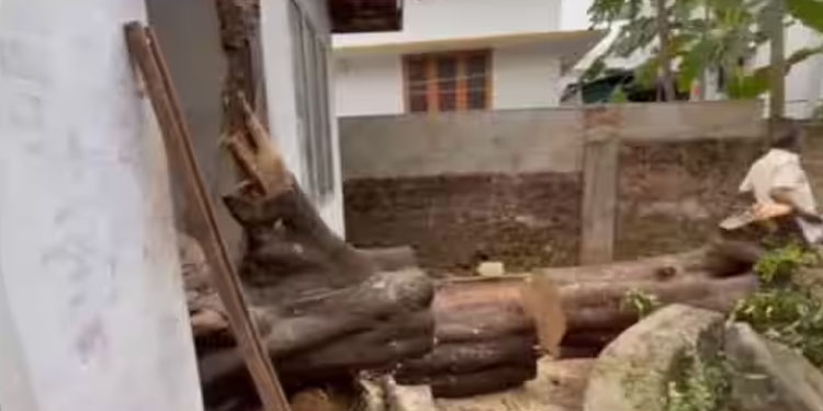 വെട്ടിക്കൊണ്ടിരിക്കെ പുളിമരം അപ്രതീക്ഷിതമായി മറുവശത്തേക്ക് വീണു, വീട്ടമ്മയ്ക്ക് ദാരുണാന്ത്യം