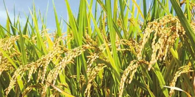 സുഗമമായ നെല്ല് സംഭരണം: പ്രൊപ്പോസല്‍ സമര്‍പ്പിക്കാന്‍ മന്ത്രിയുടെ നിർദേശം