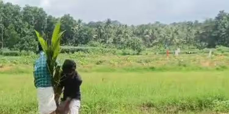 കിളിമാനൂരില്‍ നെല്‍വയല്‍ നികത്തി തെങ്ങ് നട്ടു; പിഴുതുമാറ്റി എഐവൈഎഫ് പ്രവർത്തകർ