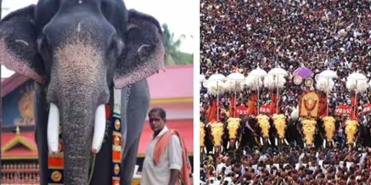 അരനൂറ്റാണ്ടിലേറെ തൃശൂർ പൂരപ്രേമികളുടെ മനം കവർന്ന ശങ്കരംകുളങ്ങര മണികണ്ഠൻ ചരിഞ്ഞു
