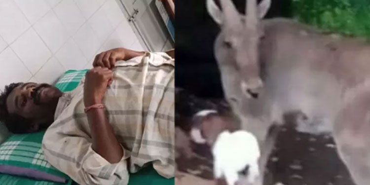 വരയാട് ഒരു ഭീകരജീവിയാണ്; പാലപ്പെട്ടിയിൽ വീണ്ടും ആക്രമണം, വാച്ചറുടെ കാലിൽ കുത്തി