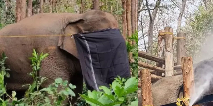പി.ടി 7: പിടികൂടുമ്പോൾത്തന്നെ കാഴ്ച മങ്ങിയിരുന്നു -മന്ത്രി എ.കെ. ശശീന്ദ്രൻ