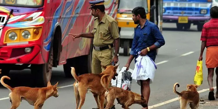 തെരുവു നായ നിയന്ത്രണം: കോലഞ്ചേരിയിൽ എ.ബി.സി കേന്ദ്രം ആരംഭിക്കും