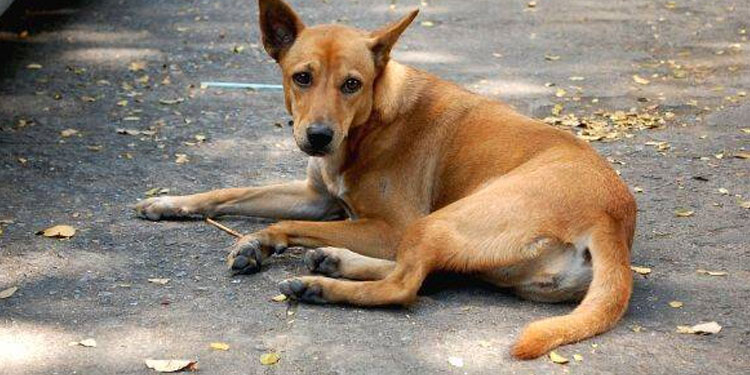 സഹോദരനൊപ്പം ട്യൂഷന് പോകവേ തെരുവുനായ ആക്രമിച്ചു: 10 വയസ്സുകാരൻ ചികിത്സയിൽ
