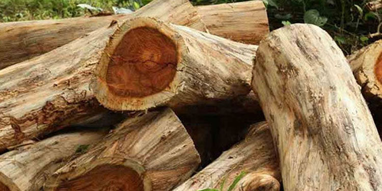മുട്ടിൽ മരം മുറി  : കേസ് അട്ടിമറിക്കാൻ റവന്യൂ-വനം വകുപ്പുകൾ ഒത്താശ ചെയ്യുന്നുവെന്ന് ആക്ഷേപം
