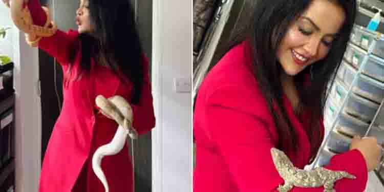 കൈകളിൽ ചുറ്റിപ്പിണഞ്ഞ് വിഷപ്പാമ്പുകൾ, പല്ലി; ഞെട്ടിക്കുന്ന ഫോട്ടോയുമായി ബിജെപി നേതാവിന്റെ ഭാര്യ