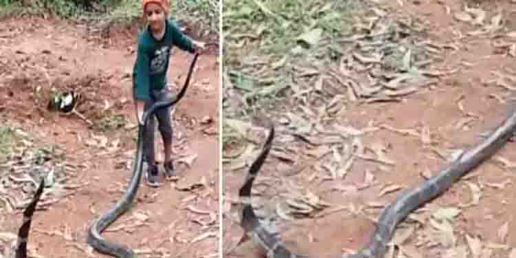 രാജവെമ്പാലയുടെ വാലിൽ പിടിച്ച് ആറ് വയസുകാരൻ, ഇത് അപകടകരം എന്ന് സോഷ്യൽ മീഡിയ