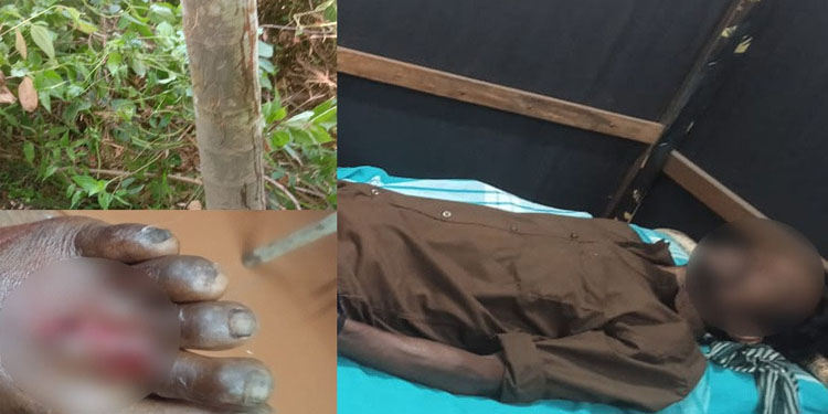 കരടി ആക്രമണത്തിൽ ഒരാൾക്ക് ഗുരുതര പരുക്ക്