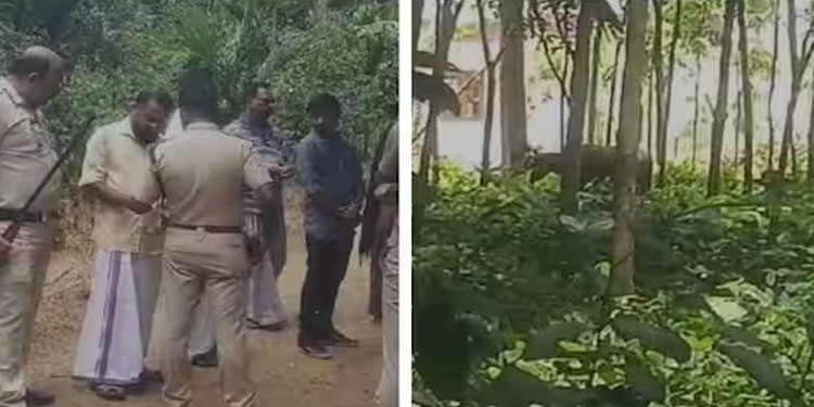 വെട്ടാൻ കൊണ്ടുവന്ന പോത്തുകൾ വിരണ്ടോടി ; രണ്ട് പേർക്ക് കുത്തേറ്റു,