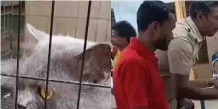 കഞ്ചാവ് കേസിന് വീട്ടിൽക്കയറി പൊക്കി, കൂട്ടിൽ പേർഷ്യൻ പൂച്ച, ചിത്രമെടുത്ത് പോലീസ് സ്റ്റേഷനിലെത്തി, ട്വിസ്റ്റ്