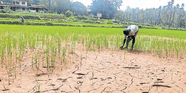 വെള്ളമില്ല, മുളപ്പിച്ച ഞാറ് ഉണങ്ങിത്തുടങ്ങി, ദുരിതത്തിൽ കർഷകർ