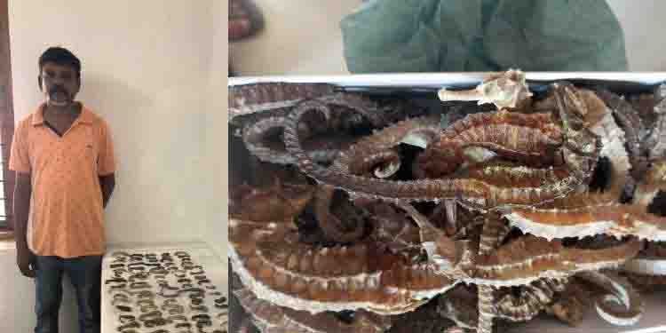 പാലക്കാട് കടൽ കുതിരയുമായി യുവാവ് പിടിയിൽ