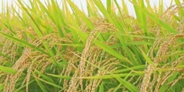 നെല്ല് സംഭരണം: കർഷക രജിസ്‌ട്രേഷൻ ആരംഭിച്ചു