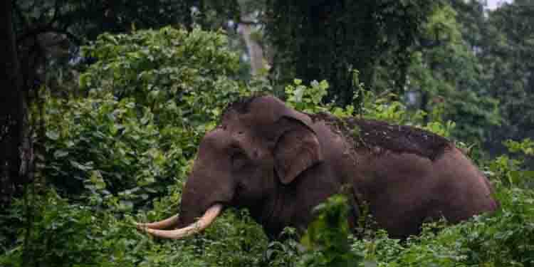 അട്ടപ്പാടിയിൽ പശുവിനെ ആക്രമിച്ച് ഒറ്റയാന്‍