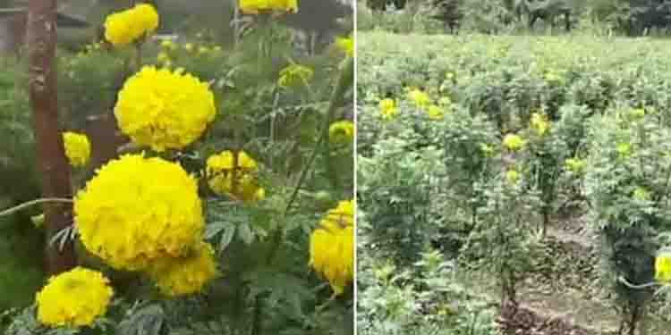 കള്ളന്മാർ പൂക്കൾ മോഷ്ടിക്കുന്നു; ഓണവിപണി പ്രതീക്ഷിച്ച് ചെണ്ടുമല്ലി കൃഷി ചെയ്ത കുടുംബശ്രീ വനിതകൾ ദുരിതത്തിൽ