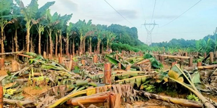 വാരപ്പെട്ടിയിൽ വാഴകൾ വെട്ടിയ സംഭവം : കർഷകന് 3.5 ലക്ഷം രൂപ നഷ്‌ടപരിഹാരം