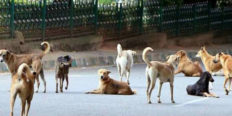 ഗുരുവായൂരില്‍ നാലു വയസുകാരനെ തെരുവ് നായക്കൂട്ടം ആക്രമിച്ചു ; ഗുരുതര പരുക്ക്