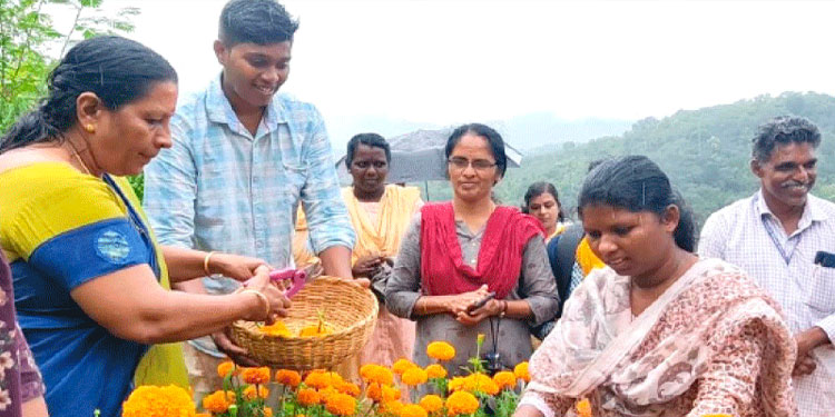 മലഞ്ചരിവില്‍ ചെണ്ടുമല്ലി പൂക്കാലമൊരുക്കി യുവകര്‍ഷകന്‍