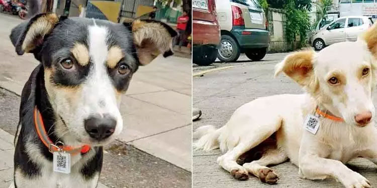 മുംബൈയിലെ എല്ലാ തെരുവുനായകൾക്കും ക്യുആർ കോഡ് കോളർ ഘടിപ്പിക്കും