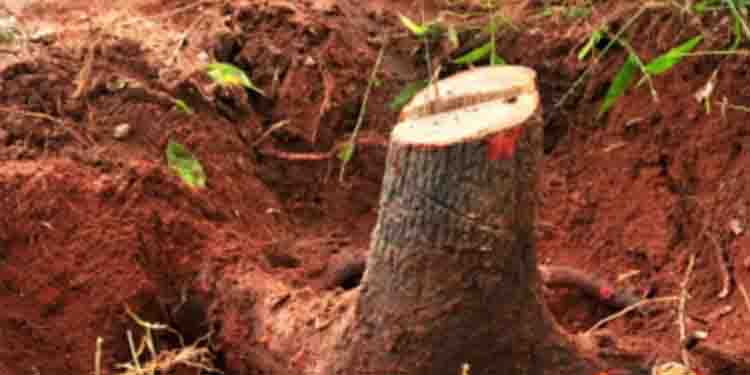 തൃശൂരിൽ ചന്ദനക്കൊള്ള സംഘം പിടിയിൽ