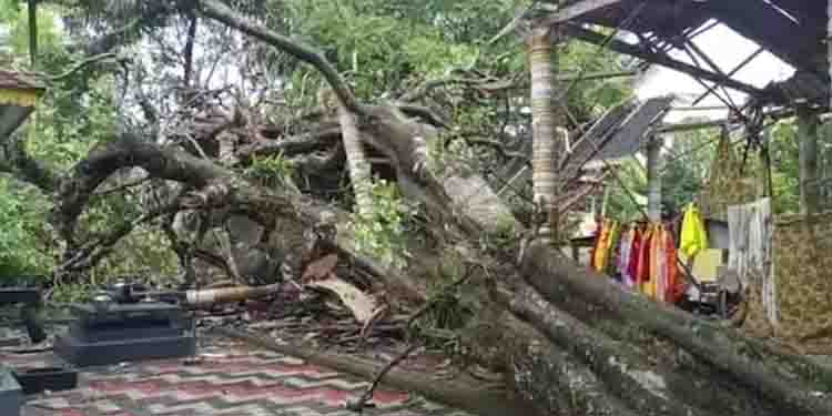 ശക്തമായ കാറ്റിലും മഴയിലും പാലമരം വീണു; ക്ഷേത്രത്തിൻ്റെ സപ്താഹപ്പന്തൽ തകർന്നു, ഒഴിവായത് വൻ ദുരന്തം