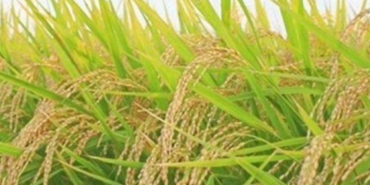 നെല്ല്‌ സംഭരണം: കേരളത്തിന്‌ ലഭിക്കാനുള്ള 1000 കോടി നൽകാനുള്ള നടപടി വേഗത്തിലാക്കുമെന്ന്‌ കേന്ദ്ര ഭക്ഷ്യസെക്രട്ടറി