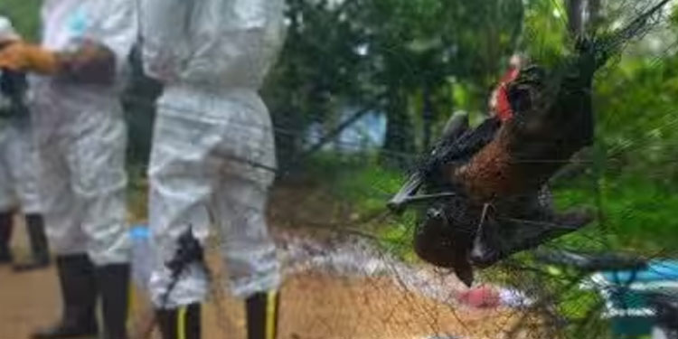 നിപ ആശങ്ക തിരുവനന്തപുരത്തും; മെഡിക്കൽ കോളജ് ആശുപത്രിയിൽ വിദ്യാർത്ഥി നിരീക്ഷണത്തിൽ