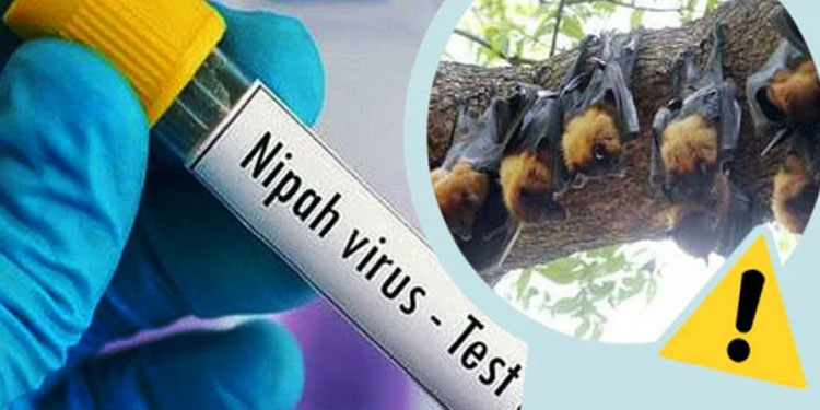 നിപ്പ : കേന്ദ്രസംഘം പരിശോധന ആരംഭിച്ചു; മുഹമ്മദിന്റെ വീട്ടിലും കൃഷിത്തോട്ടത്തിലും എത്തി