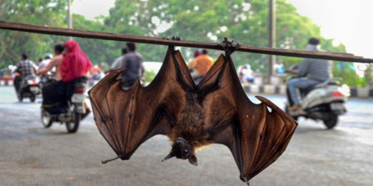 കേന്ദ്രസംഘത്തിന്റെ വലയിൽ കുടുങ്ങി രണ്ടു വവ്വാലുകൾ; വൈറസുണ്ടോ എന്ന് പരിശോധിക്കും