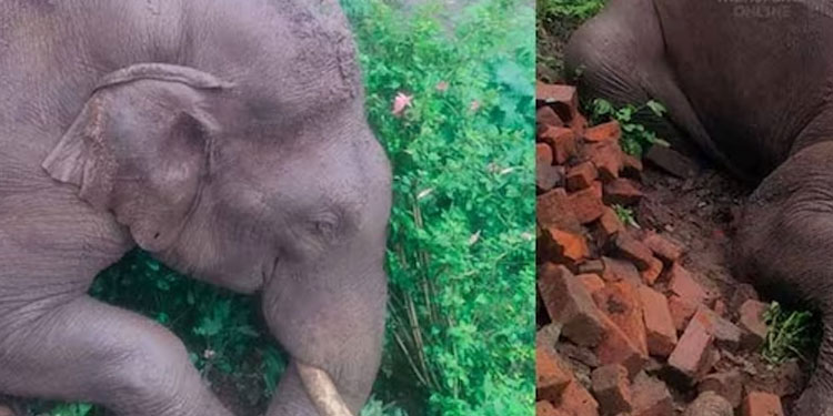 അട്ടപ്പാടിയിൽ ഷോക്കേറ്റ് കാട്ടാന ചെരിഞ്ഞു