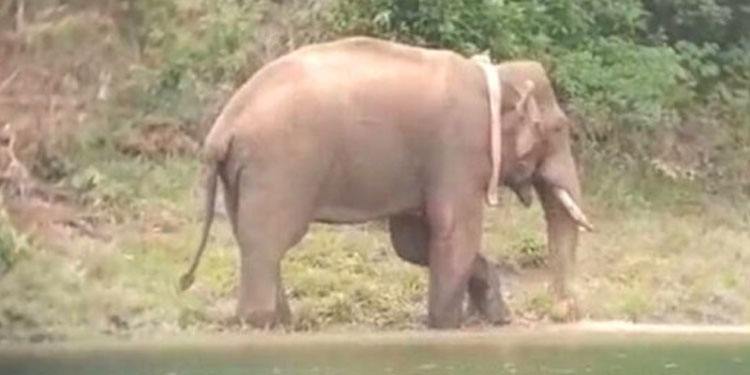 അരിക്കൊമ്പനെ പേടിവേണ്ടെന്ന്‌ തമിഴ്‌നാട്‌ വനംവകുപ്പ്‌; ചുറ്റിക്കറങ്ങൽ കൂടി