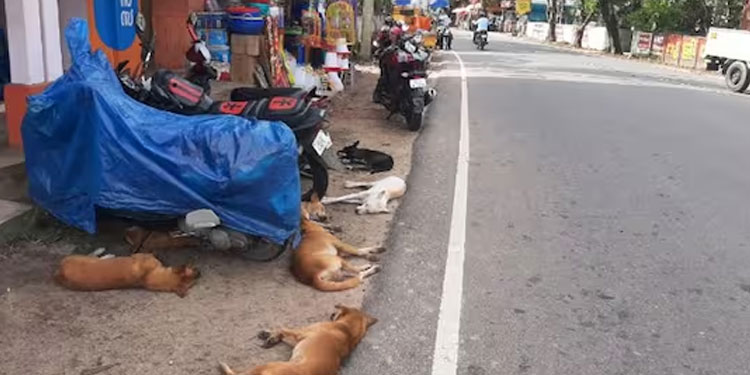 തെരുവുനായ്ക്കള്‍ക്ക് ചിലര്‍ ബിസ്ക്കറ്റ് നല്‍കുന്നു, ചെന്നിത്തലയില്‍ പൊറുതിമുട്ടി ജനം, മൂന്നുപേർക്ക് കടിയേറ്റു