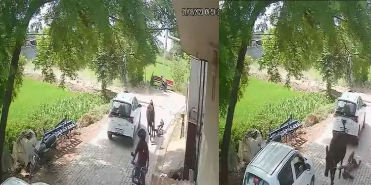 വീട്ടിലേക്ക് കയറിയ പശുവിനെ ഓടിക്കാൻ ശ്രമിക്കുന്നതിനിടെ വയോധികന് ദാരുണാന്ത്യം; കയറിൽ കുരുങ്ങിയ വൃദ്ധനെ പശു വലിച്ചിഴച്ചത് നൂറ് മീറ്ററോളം