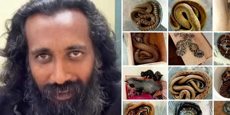 യുവാവിന്റെ വീട്ടിൽ നടത്തിയ റെയ്ഡിൽ കണ്ടത്തിയത് വിഷപ്പാമ്പുകളും കാട്ടുപൂച്ചകളും; പിടികൂടി സിഐഡി