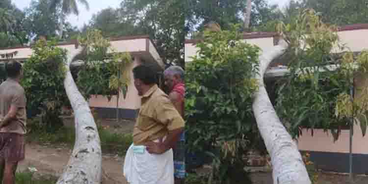 ശക്തമായ കാറ്റ്, വീടിന് മുകളിലേക്ക് തെങ്ങ് ഒടിഞ്ഞുവീണു; കിടപ്പുരോഗിയായ വയോധിക രക്ഷപ്പെട്ടത് തലനാരിഴയ്ക്ക്