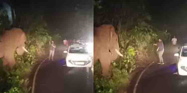‘റോഡിലേക്ക് പാഞ്ഞെത്തി, കാർ കൊമ്പുകൊണ്ട് കോർത്തു’, കലിപ്പിലായ കബാലിയെ പ്രകോപിപ്പിച്ച് യുവാവ്