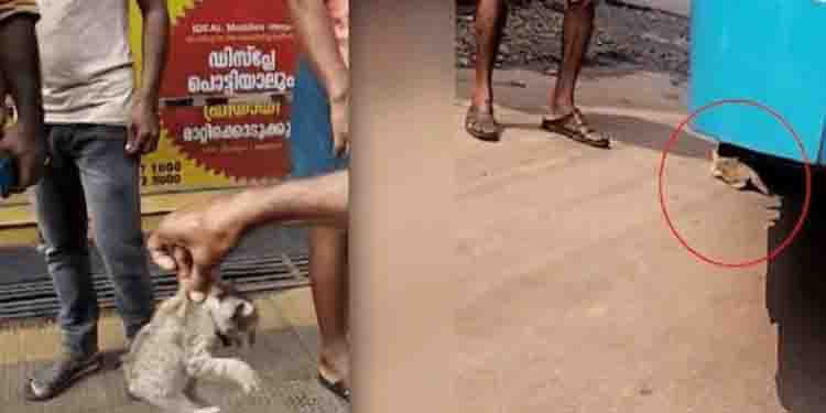 ‘വണ്ടൂരിനെ വട്ടം കറക്കി പൂച്ചക്കുട്ടി’, ബസിനടിയിൽ ഓടിക്കേറി; ഉണ്ടാക്കിയത് കനത്ത ബ്ലോക്ക്