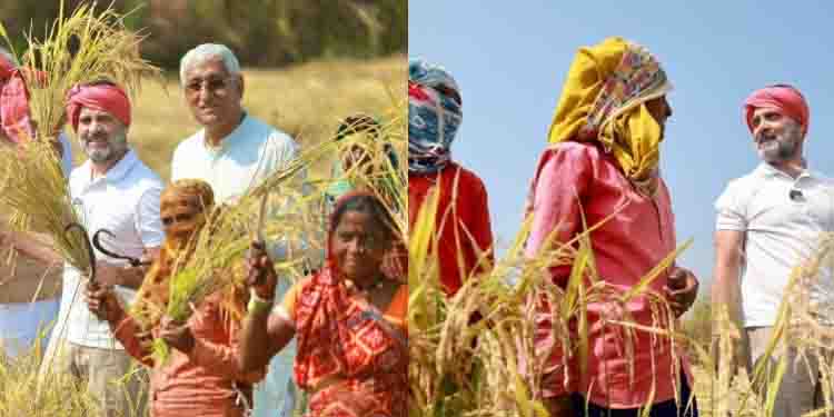 അരിവാളും തലയില്‍ കെട്ടും കർഷകനായി വയലിൽ ഇറങ്ങി രാഹുൽ ഗാന്ധി