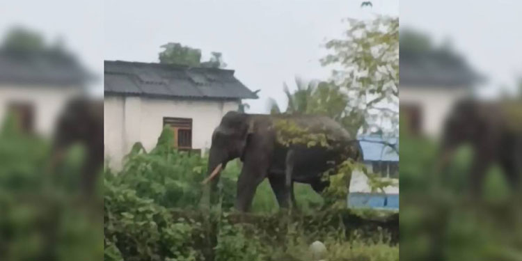 ഉളിക്കലിൽ ഇറങ്ങിയ കാട്ടാന നാട്ടിൽ തന്നെയെന്ന് സംശയം ; നിരീക്ഷിച്ച് വനംവകുപ്പ്