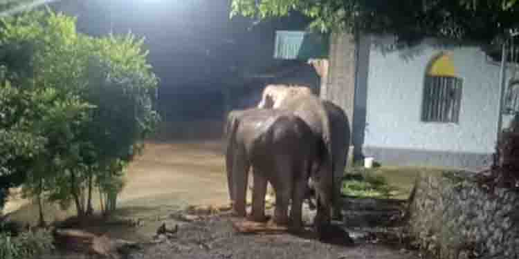 വീണ്ടും റേഷൻകട തേടിയെത്തി കാട്ടാനക്കൂട്ടം; ഒരു മാസത്തിനിടെ ആക്രമണം രണ്ടാം തവണ, നടപടി വേണമെന്ന് നാട്ടുകാര്‍