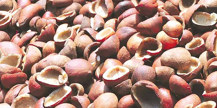 നാഫെഡ് സംഭരിച്ച കൊപ്ര വീണ്ടും ലേലത്തിന്; വിപണിയിൽ ആശങ്ക