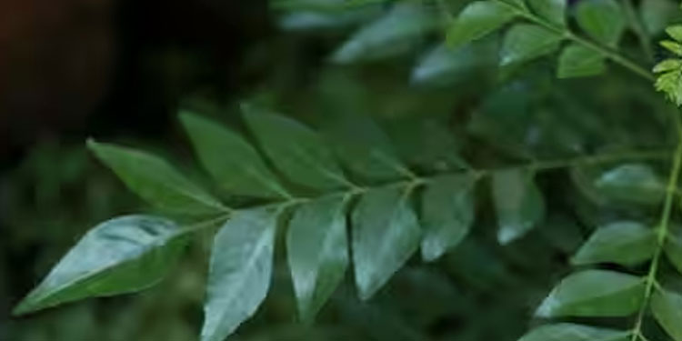 കറിവേപ്പില വെറുതെ കളയരുത്, നൽകും ഈ ​ഗുണങ്ങൾ
