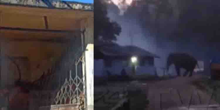 വീണ്ടും ജനവാസ മേഖലയിൽ പടയപ്പ; ബസ് കാത്തിരിപ്പ് കേന്ദ്രം തകർത്തു, കൃഷി നശിപ്പിച്ചു