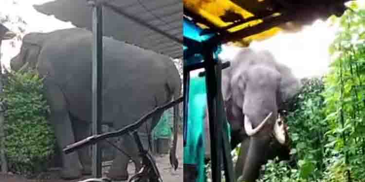 മൂന്നാറില്‍ വീണ്ടും പടയപ്പ, അരി കിട്ടാത്തതില്‍ അരിശം തീര്‍ത്തു, ബീന്‍സും പയറും തിന്ന് മടങ്ങി