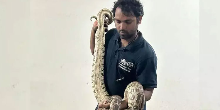 ഹോട്ടലിന്റെ സ്റ്റോർറൂമിൽനിന്ന് പെരുമ്പാമ്പിനെ പിടികൂടി