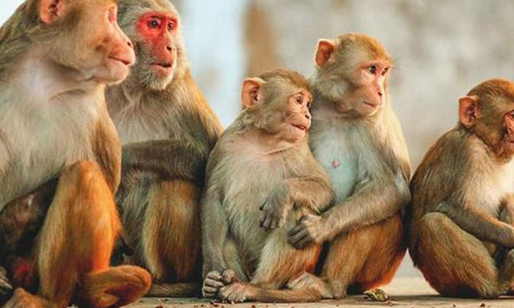 വയനാട്ടിൽ കു​ര​ങ്ങ് പ​നി; പ്ര​തി​രോ​ധം ഊ​ര്‍ജി​ത​മാ​ക്കും