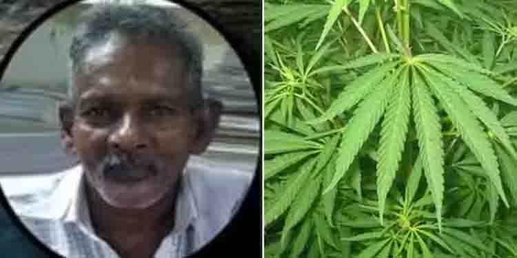 പച്ചക്കറി കൃഷിക്കിടയില്‍ കഞ്ചാവ് ചെടിയും നട്ടുവളര്‍ത്തി ; 68കാരന്‍ പിടിയില്‍