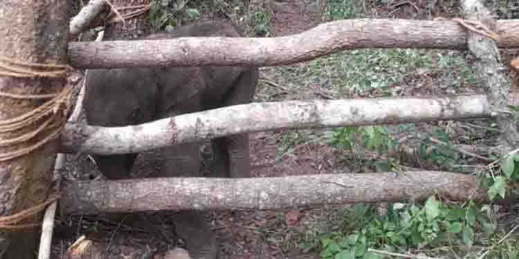 അഗളി വനമേഖലയിൽ അവശനിലയിൽ കണ്ടെത്തിയ കുട്ടിയാനക്ക് ധോണിയിൽ ചികിത്സ തുടങ്ങി